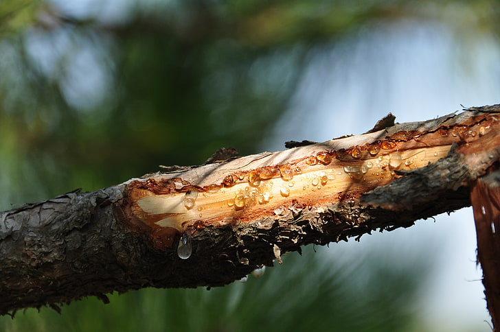 brown tree branch, nature, wax, trees, wood, focus on foreground