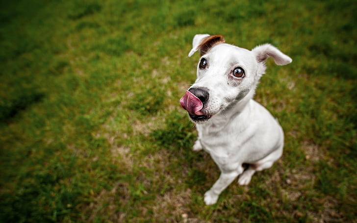animals, dog, tongue out, outdoors, HD wallpaper
