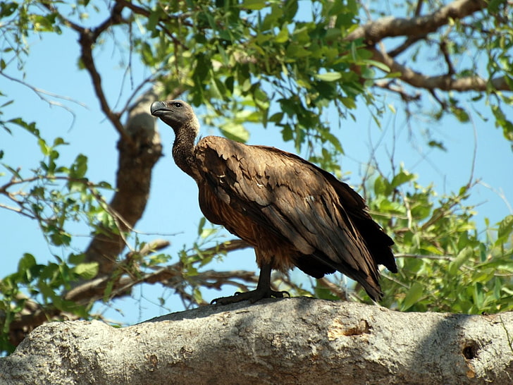 brown vulture, bird, predator, sitting, one animal, animal wildlife, HD wallpaper
