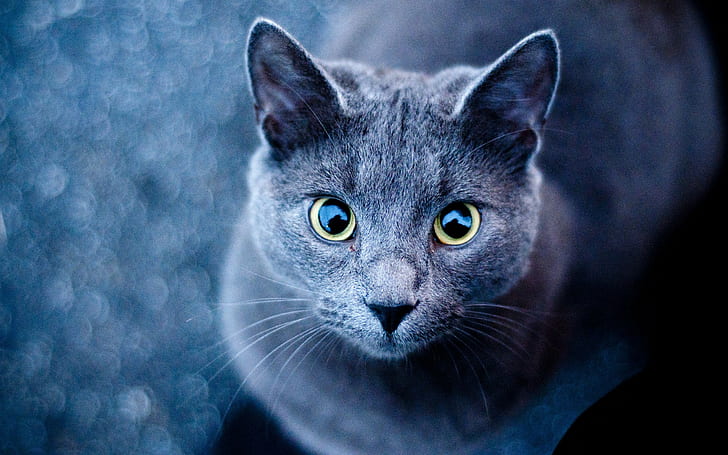 animals, cat, Russian Blue