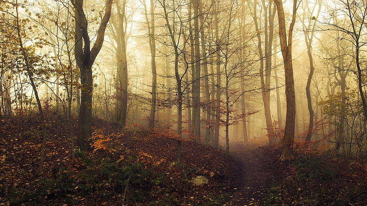 trees, landscape, nature, mist, path, fall, forest, plant, tranquility