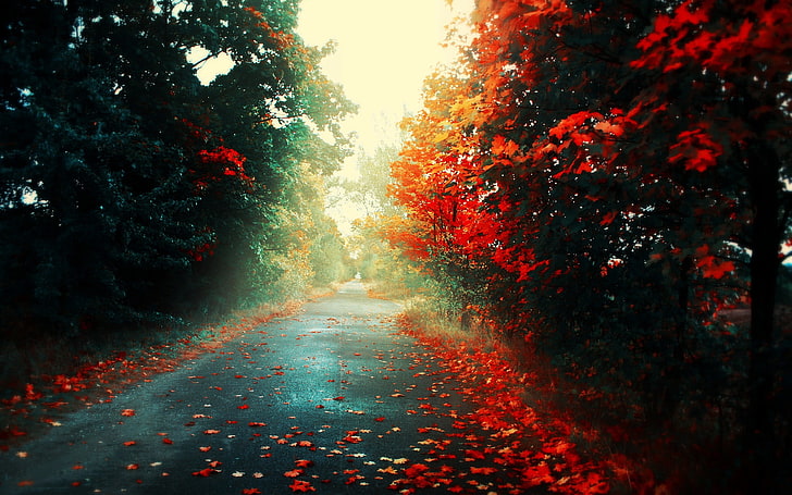 red and green leaf trees, pathway in between trees in daytime, HD wallpaper