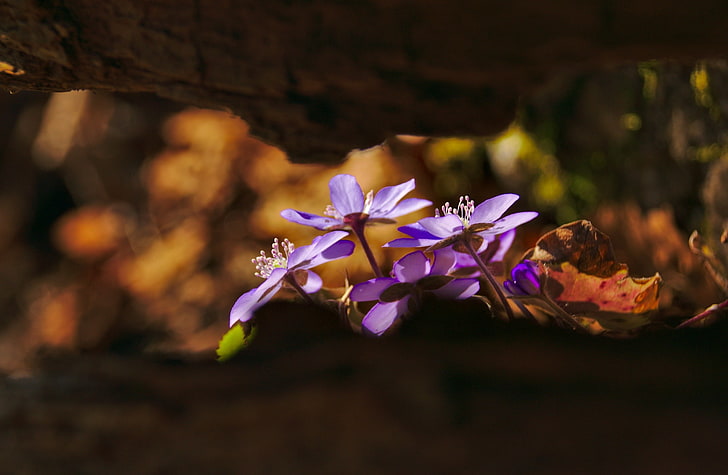 Spring Forest Flowers, purple petaled flowers, Seasons, Blue