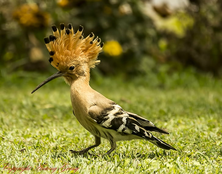 beige, black, and yellow bird on green grass during daytime, hoopoe, hoopoe