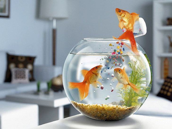 Funny Fish, three common gold fish, wallpapers, pets, domestic, HD wallpaper