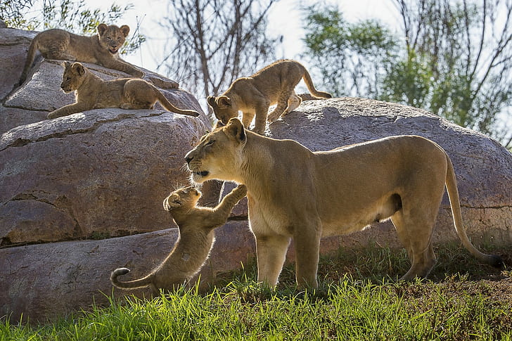 Lion cubs  HD, pride of lioness, lions, kittens, motherhood, stones, HD wallpaper