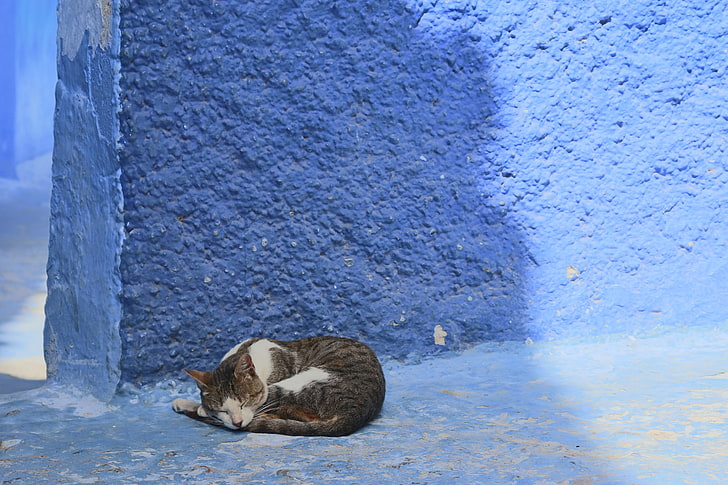 cat, wall, animals, sleeping, animal themes, mammal, domestic cat