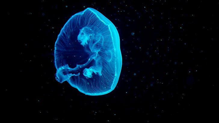 Underwater, Jellyfish, Blue Jellyfish, 4K
