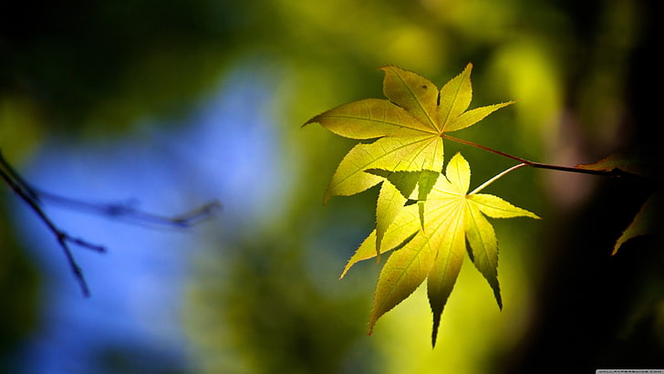 green leafed plant, closeup, plant part, maple leaf, nature, tree, HD wallpaper