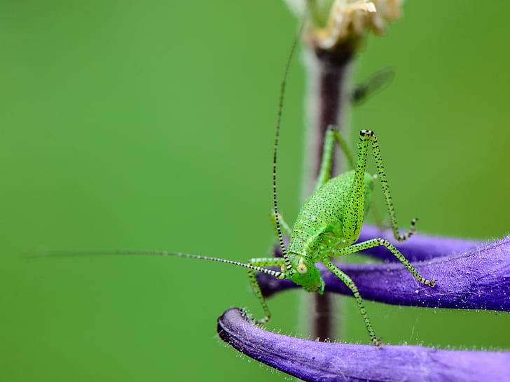 selective focus photography of green Katydid, Speckled bush-cricket
