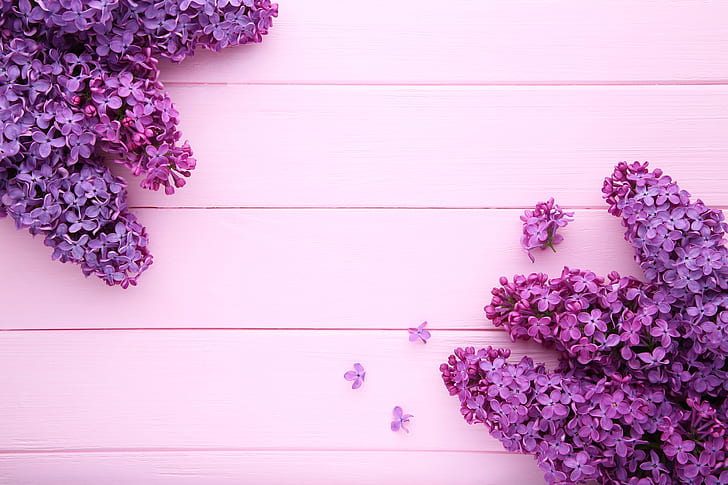 flowers, background, pink background, wood, lilac, purple, HD wallpaper