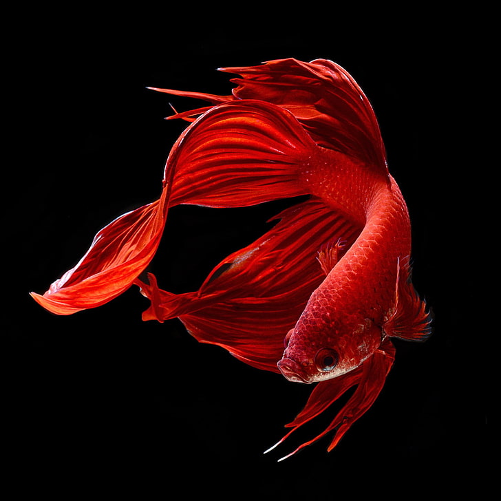 HD wallpaper: red betta fish, colorful, fighting, siamese, tropical |  Wallpaper Flare