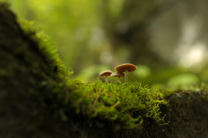 brown mushroom with green grass macro photography, Yachiho, Kogen, HD wallpaper