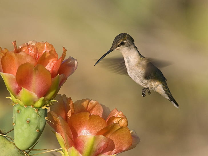 Hummingbird eat nectar, animals, HD wallpaper