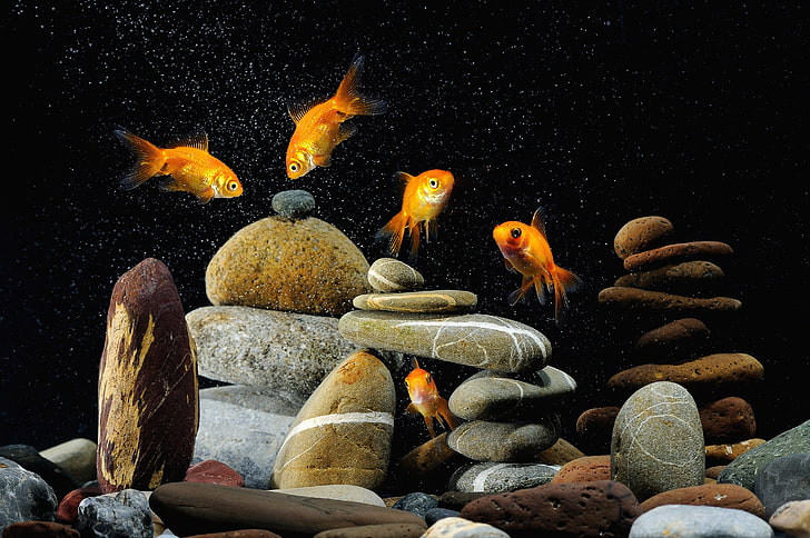 HD wallpaper: five orange goldfishes, aquarium, rocks, black background,  underwater