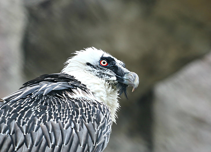 white and black bird, eagle, vulture, predator, animal, bird of Prey, HD wallpaper