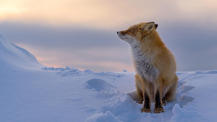 wildlife, fox, winter, red fox, mammal, snow, beautiful, freezing, HD wallpaper