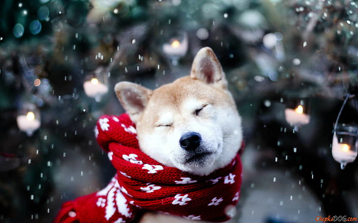dog, animals, snow, Shiba Inu