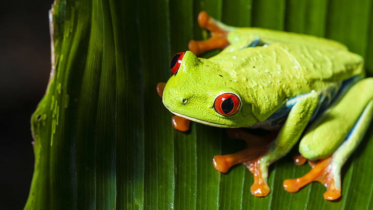 4k frog pics 1080P, 2K, 4K, 5K HD wallpapers free download | Wallpaper Flare