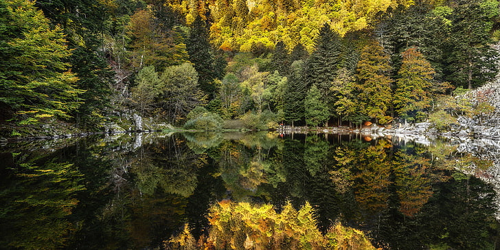 landscape, forest, trees, lake, water, reflection, nature, plant
