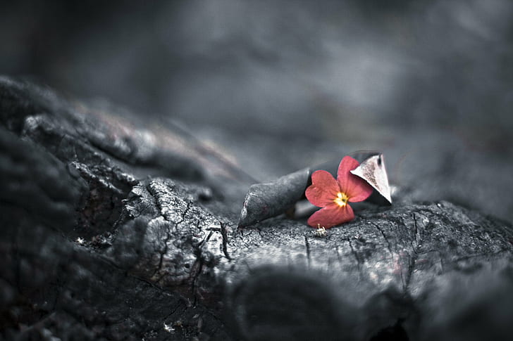 selective color of red Periwinkle flower, Survival, Bokeh, DOF, HD wallpaper