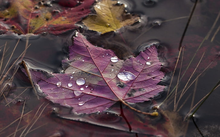 purple leaf, nature, leaves, maple leaves, macro, water drops, HD wallpaper