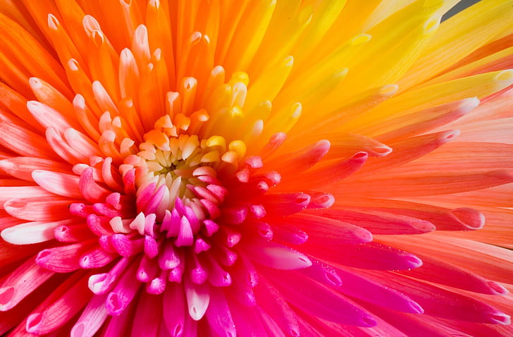 colourful flowers full hd desktop   download, HD wallpaper