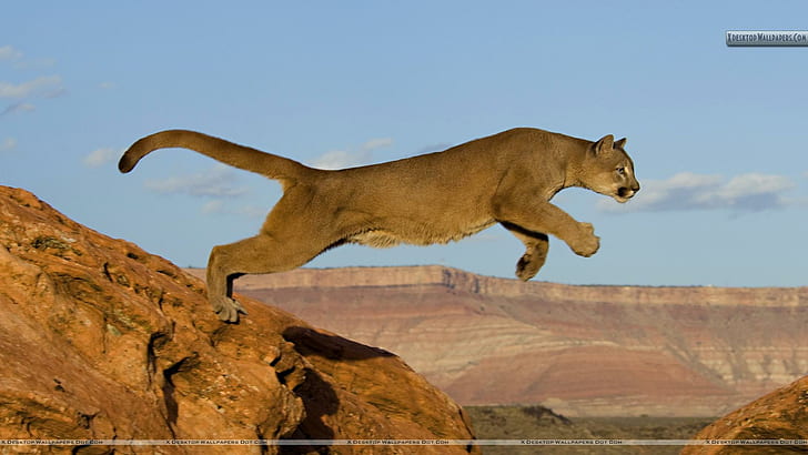 Puma For Jasnas, mountain lion, nature, leaping, cougar, animals, HD wallpaper