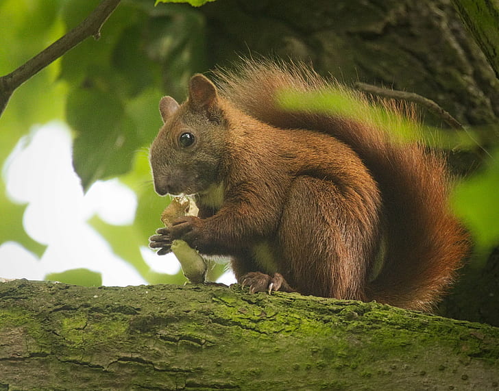 closeup photo of brown squirrel, mushroom, Eurasian red squirrel
