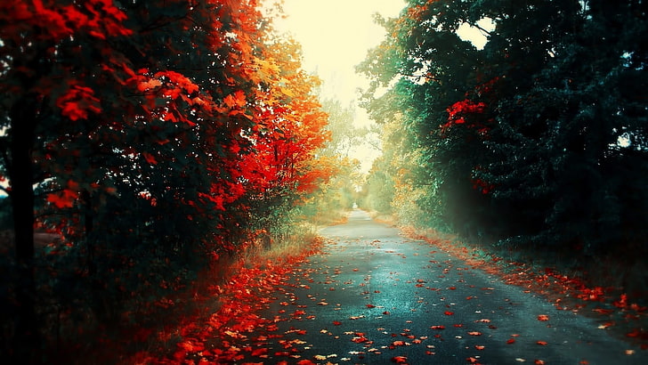 red trees, empty road with red flower trees at daytime, fall, HD wallpaper