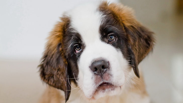 brownish-white Saint Bernard puppy, dog, muzzle, pets, animal