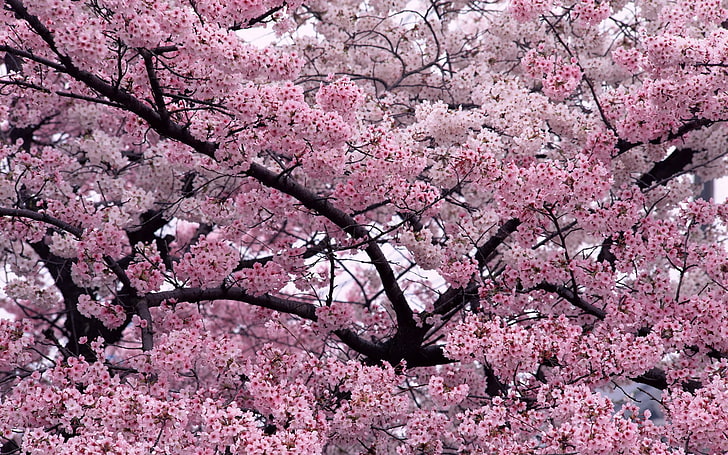 trees, cherry blossom, flowers, nature, flowering plant, pink color