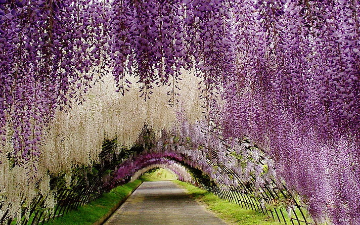 Decorative Plants Wisteria Flower White Violet And Pink Flowers Blossoming Tunnel Of Flowers Ashikaga Flower Park Japan 2880×1800