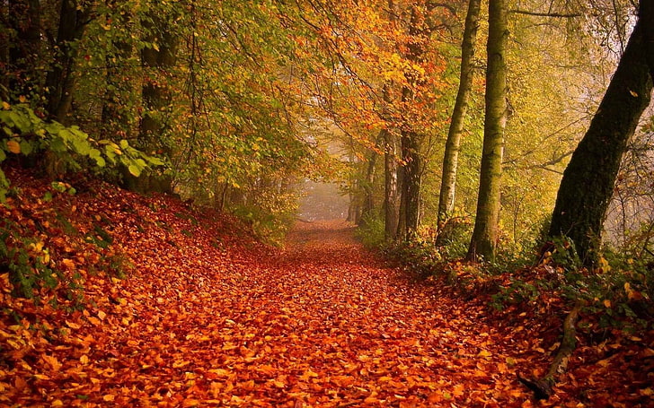green leafed tree, landscape photography of forest path with red leaves, HD wallpaper