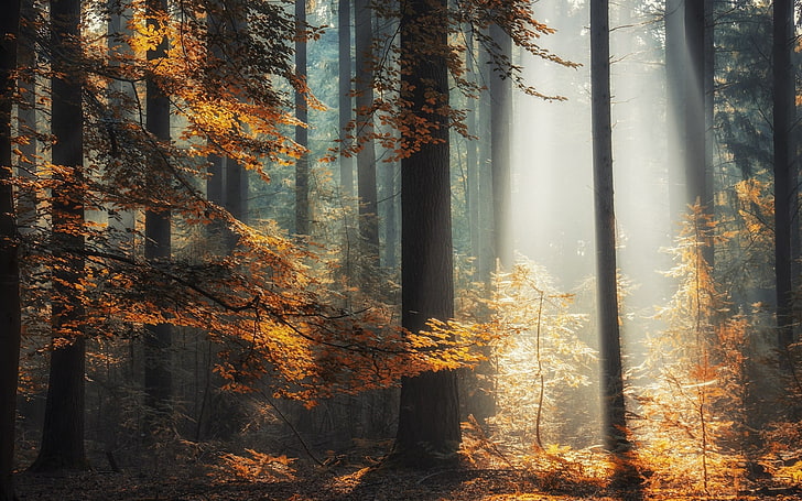 brown leafed trees, landscape, nature, sun rays, forest, fall, HD wallpaper