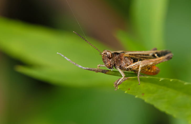 brown Grasshopper perching on green leaf in close-up photo, Panasonic, HD wallpaper