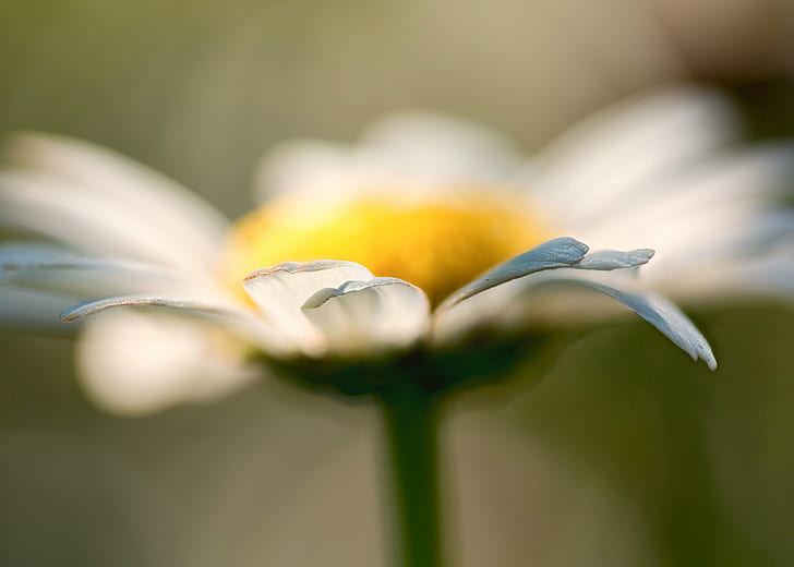 white daisy flower close-up photography, daisy, floral, macro, HD wallpaper