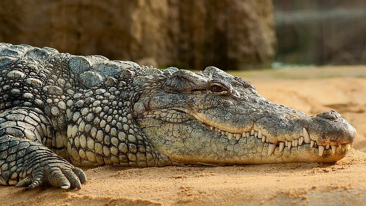 crocodiles, reptiles, rest, sand, animals, HD wallpaper