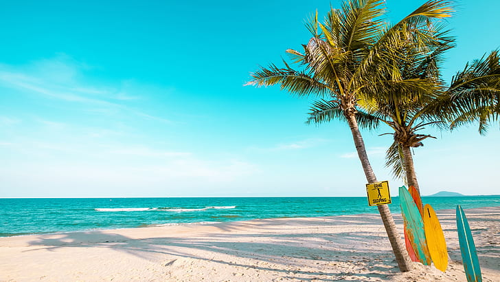 palm, sandy beach, summertime, summer landscape, wind, sea, HD wallpaper