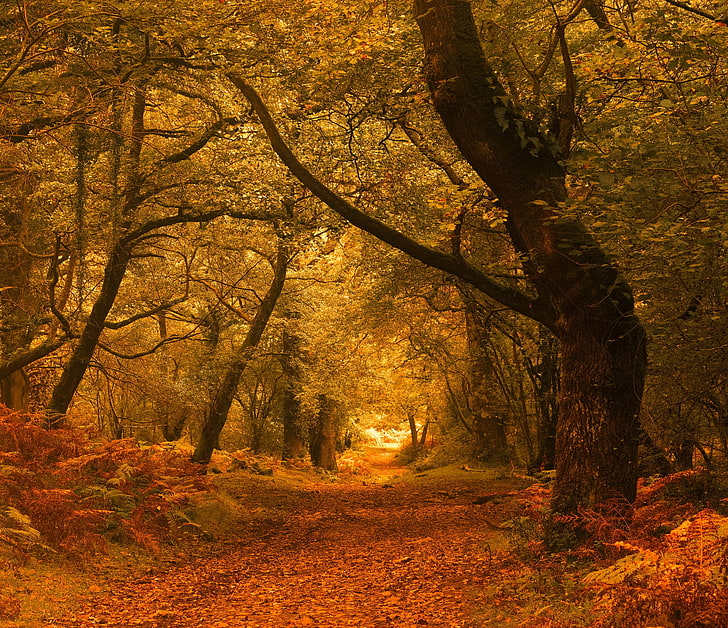 HD wallpaper: autumn, forest, trees, England, Exmoor, Horner Woods ...