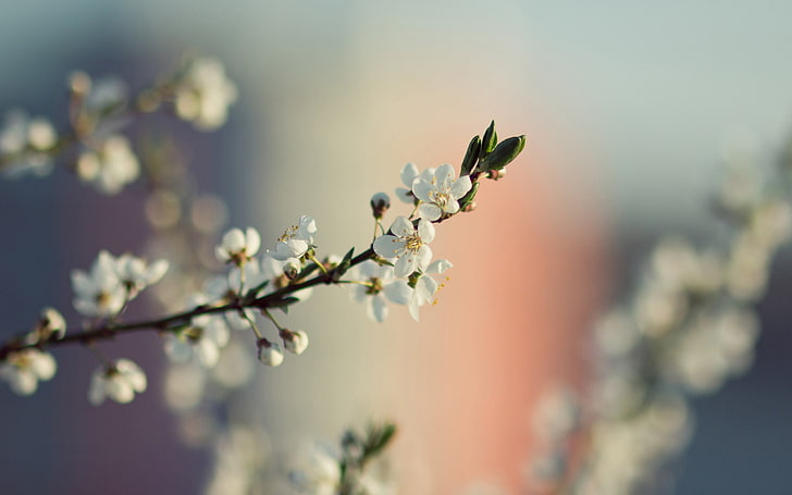 white cherry blossoms, focus photography of white orange blossom flower