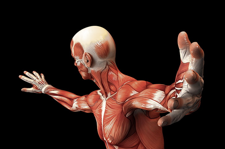 muscles, body, human, muscle fiber