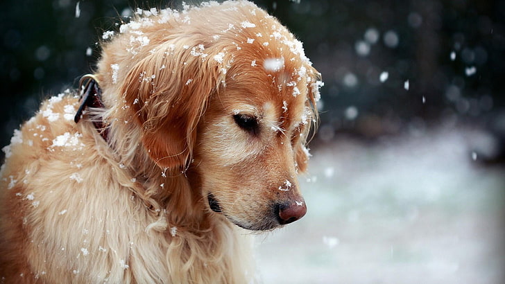 dog, snowflake, golden retriever, nose, dog breed, snout, winter, HD wallpaper