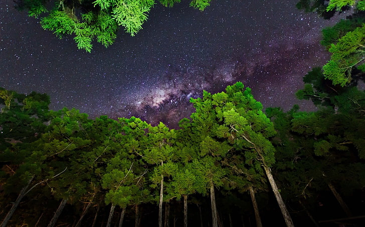 sky, forest, stars, Milky Way, plant, star - space, astronomy, HD wallpaper