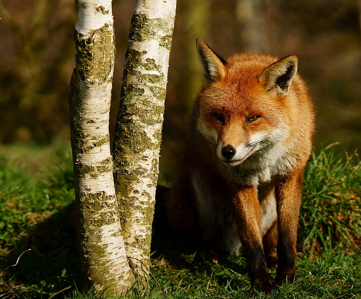 brown fox beside gray tree trunk, British  Wildlife  Centre, Newchapel  Surrey, HD wallpaper