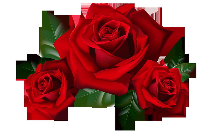 Red Roses Png Clipart Picture Hd Desktop Wallpaper Widescreen Backgrounds For Mobile Tablet And Pc Free Images Download