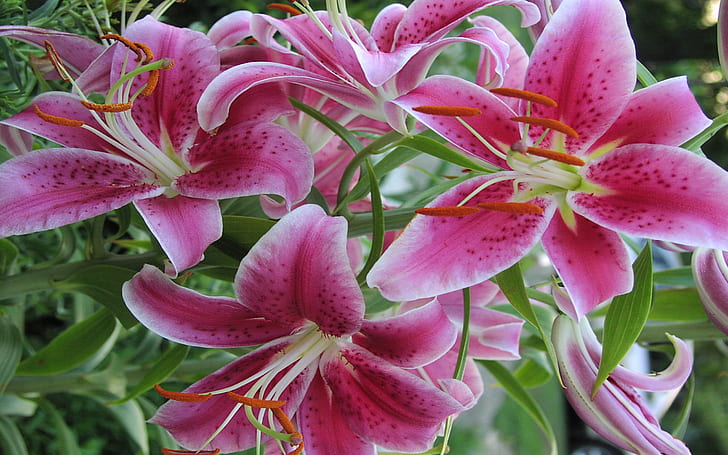 Lily Flower Wallpapers  Top Free Lily Flower Backgrounds  WallpaperAccess