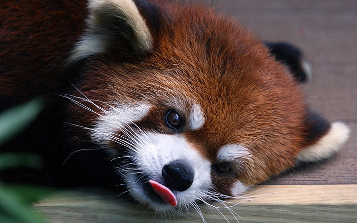 HD wallpaper: animals, nature, red, Red Panda | Wallpaper Flare