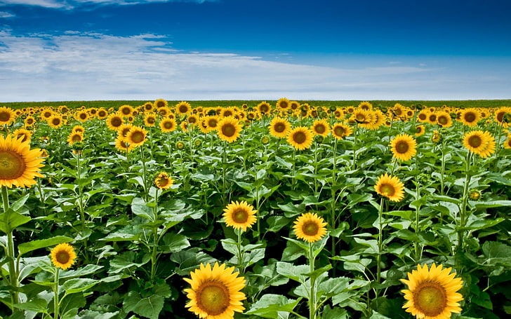 bed of sunflowers, sunflower seeds, plant, field, stems, sky, HD wallpaper