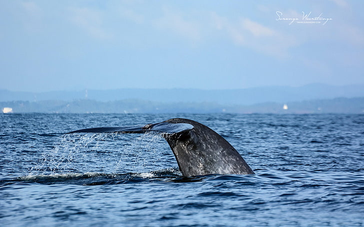 Ocean whale-Sri Lanka Win8 wallpaper, gray whale, water, one animal, HD wallpaper
